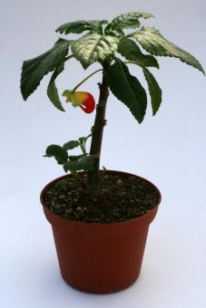Impatiens niamniamensis 