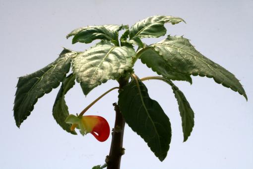 Impatiens niamniamensis 