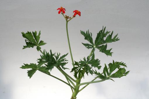 Jatropha berlandieri Y. 