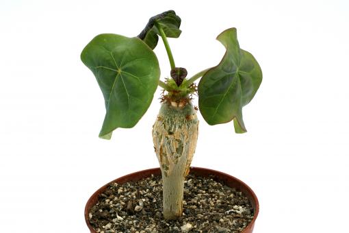 Jatropha podagrica Y. 