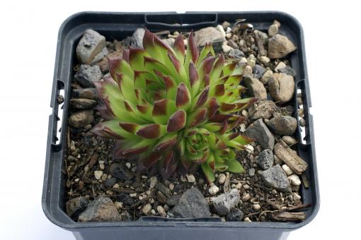 Jovibarba x nixonii Feuerrad *1 