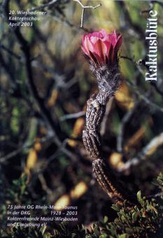 Kaktusblüte 2003 