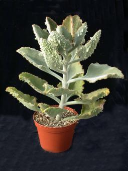 Kalanchoe beharensis Fang 