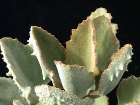 Kalanchoe beharensis Fang 