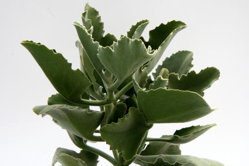 Kalanchoe beharensis Rose Leaf 