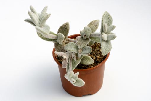 Kalanchoe eriophylla 