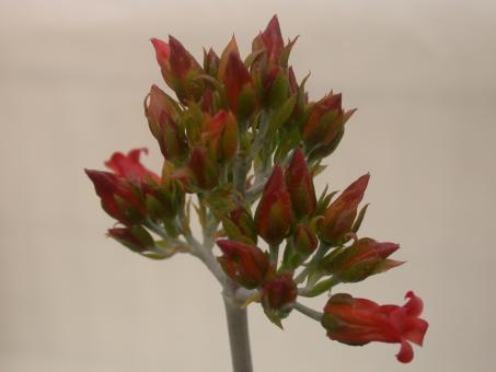 Kalanchoe hildebrandtii sw. Madagascar 