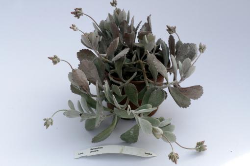 Kalanchoe pumila 