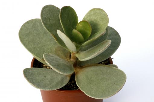 Kalanchoe scapingera 