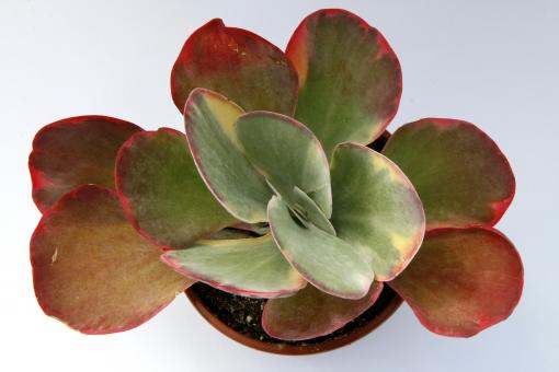 Kalanchoe thyrsiflora f. variegata 