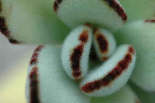 Kalanchoe tomentosa Chocolate Klon B 