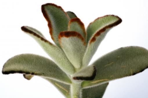 Kalanchoe tomentosa Black Tie 