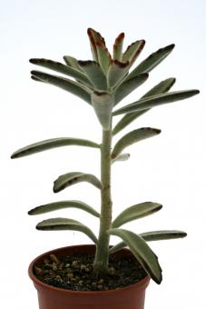 Kalanchoe tomentosa Narrow Tie 