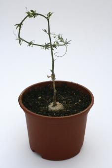 Kedrostis africana Y. Namibia and RSA (from Eastern to Western Cape) 