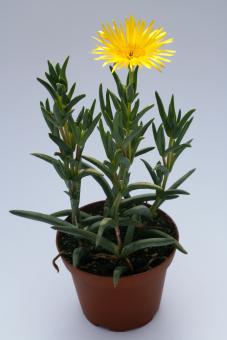 Lampranthus cv. gelbe Blüte 