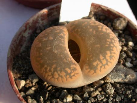 Lithops aucampiae C4 