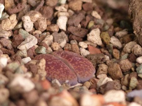 Lithops aucampiae C334 