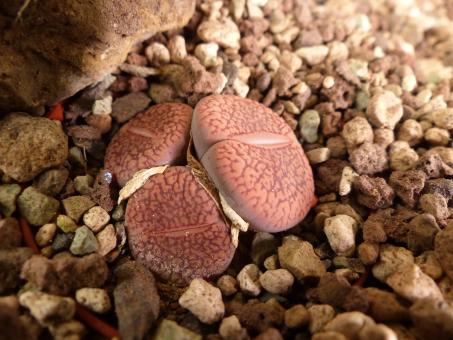 Lithops aucampiae C4 