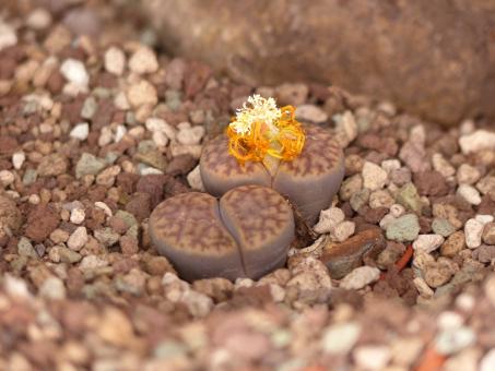 Lithops bromfieldii 
