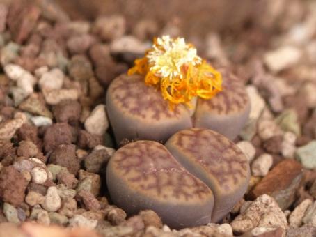 Lithops bromfieldii C41 