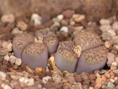 Lithops bromfieldii C57 