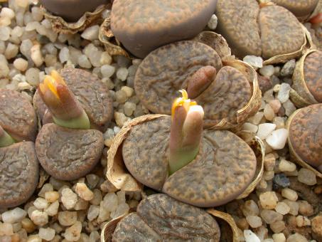 Lithops bromfieldii ssp. glaudinae C382 