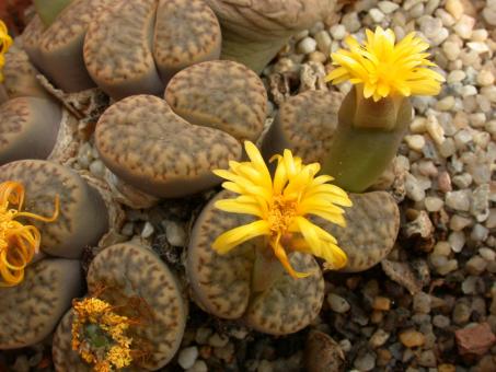 Lithops bromfieldii ssp. insularis 