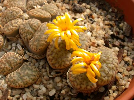 Lithops bromfieldii ssp. insularis C57 10km ne. of Keimoes, Cape Province, RSA 