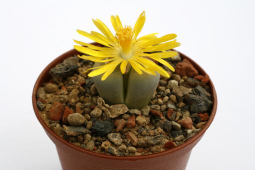 Lithops dinteri ssp. brevis PV119 20km se. of Vioolsdrif, Cape Province, RSA 