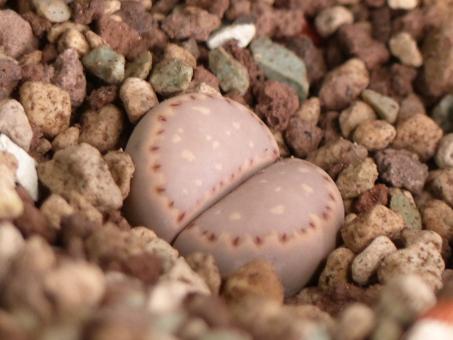 Lithops fullerii rouxii 