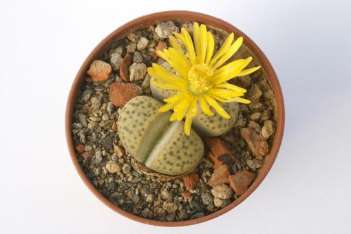 Lithops fulviceps C412 near Pofadder, Cape Province, RSA 