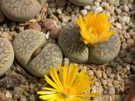 Lithops gesineae ssp. annae C78 