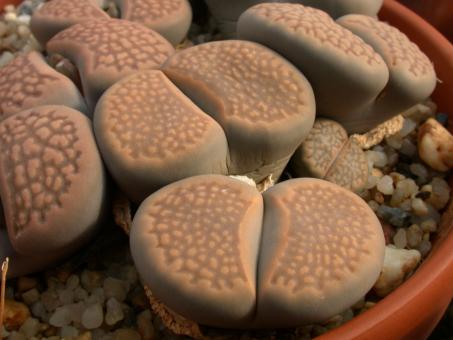 Lithops hallii Brown C136 35km ene. of Strydenburg, Cape Province, RSA 