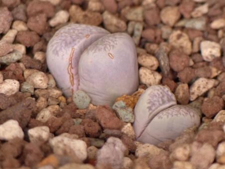 Lithops herrei C235 