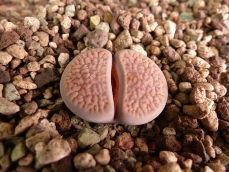 Lithops hookeri 