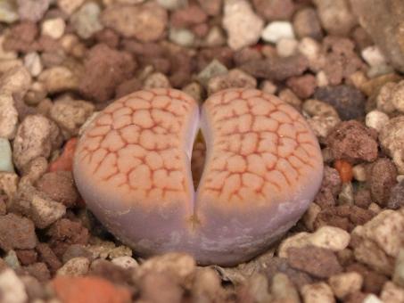 Lithops hookeri ssp. lutea C38 5km ne. of Groblershoop, Cape Province, RSA 