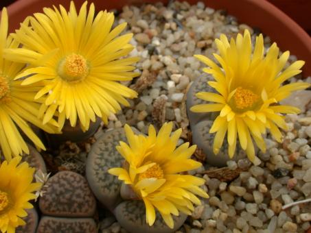 Lithops hookeri ssp. marginata C35 