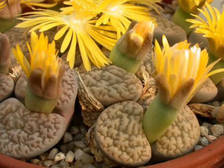 Lithops hookeri ssp. susannae C91 30km se. of Douglas, Cape Province, RSA 