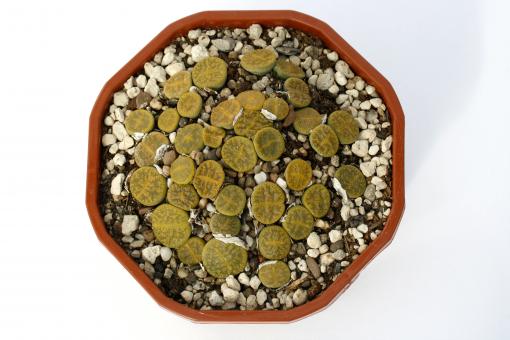Lithops lesliei f. albinica $ 