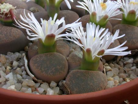 Lithops lesliei f. albiflora C5A near Warrenton, Cape Province, RSA 