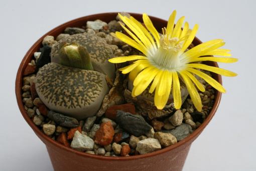 Lithops lesliei C030 30km North-West of Pietersburg, Transvaal 