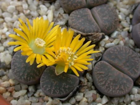 Lithops lesliei grey C9 