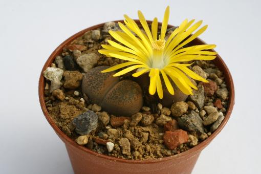 Lithops lesliei ssp. minor C6 25km sw. of Swartruggens, Transvaal, RSA 