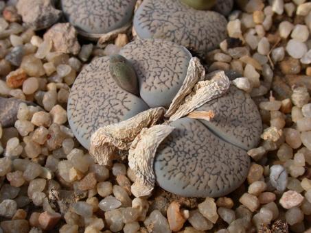 Lithops marmorata C360 35km ne. of Steinkopf, Cape Province, RSA 