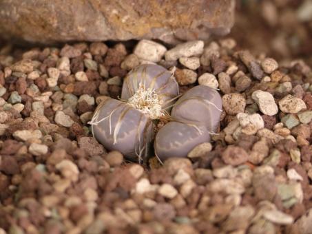 Lithops marmorata framesii 