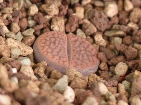 Lithops marmorata v. subfenestrata C019 