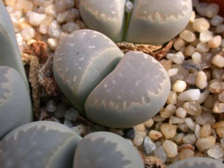 Lithops meyeri 