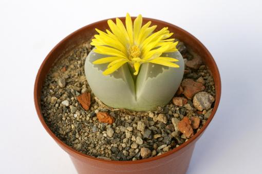Lithops olivacea 