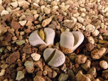 Lithops optica H4707 