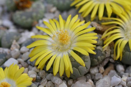 Lithops otzeniana C128 35km nnw. of Loeriesfontein, Cape Province, RSA, TL 